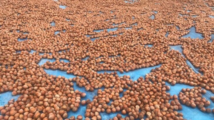 Giresun serbest piyasasında fındık sezonu 22 liradan başladı